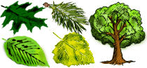 Wood Species - Tree species parameters, Density, Hardness, Shrinkage